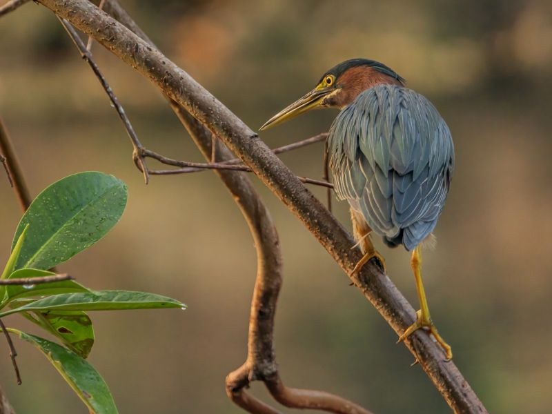 birdwatching.jpg